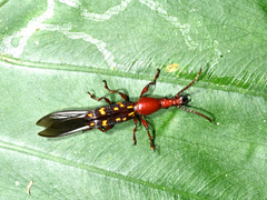 Baryrhynchus poweri