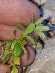 Galium verrucosum