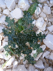 Tyrimnus leucographus