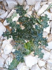 Tyrimnus leucographus