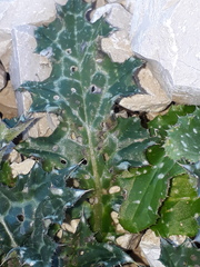 Tyrimnus leucographus