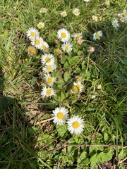 Bellis perennis
