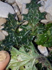 Tyrimnus leucographus