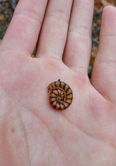 Kronopolites biagrilectus