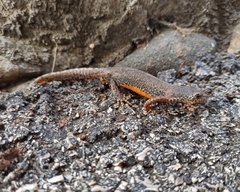 Ichthyosaura alpestris