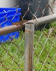 Anolis sagrei