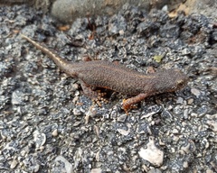 Ichthyosaura alpestris