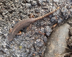 Ichthyosaura alpestris