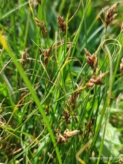 Divisae