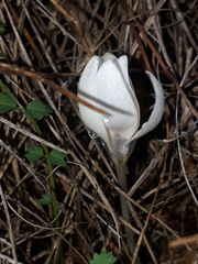 Crocus weldenii