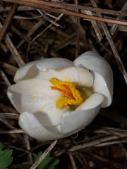 Crocus weldenii