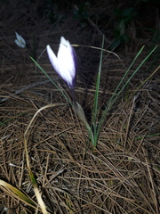 Crocus weldenii