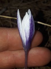 Crocus weldenii