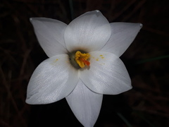Crocus weldenii