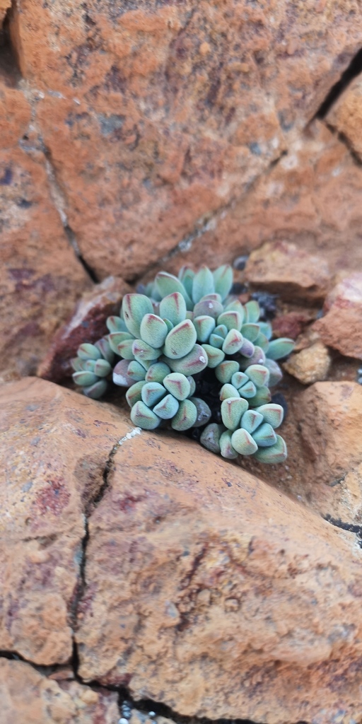 Crassula elegans 2