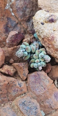 Crassula elegans
