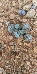 Crassula elegans