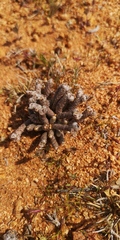 Anacampseros papyracea