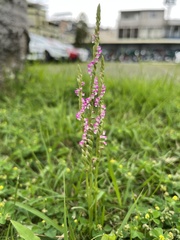 Spiranthes sinensis