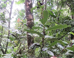 Ocotea kenyensis