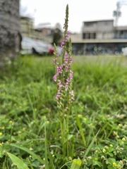 Spiranthes sinensis