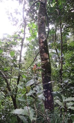 Ocotea kenyensis