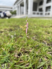 Spiranthes sinensis