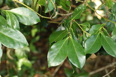 Psydrax odorata odorata