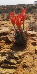 Aloe krapohliana