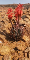 Aloe krapohliana