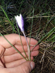 Crocus weldenii