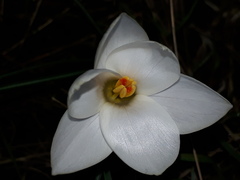 Crocus weldenii