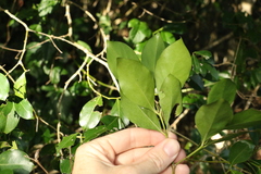 Psydrax odorata odorata