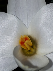 Crocus weldenii