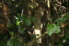 Psydrax odorata odorata