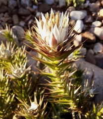 Macledium relhanioides