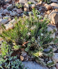 Macledium relhanioides