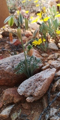 Albuca spiralis