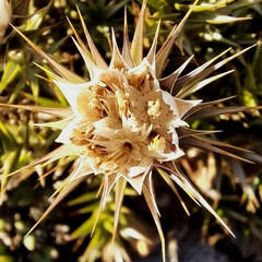 Macledium relhanioides