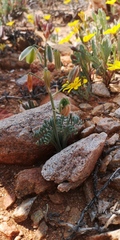 Albuca spiralis