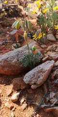 Albuca spiralis
