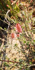 Dyerophytum africanum