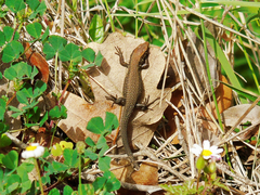 Algyroides moreoticus