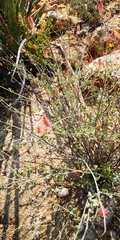Dyerophytum africanum
