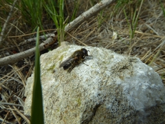 Platynochaetus setosus