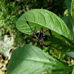 Pachylis acutangulus