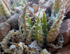 Aloe humilis