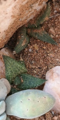 Haworthiopsis tessellata