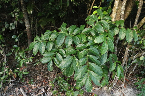Harpullia pendula