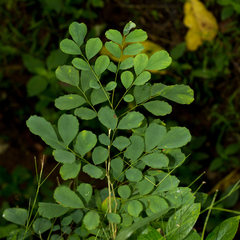 Dalbergia latifolia